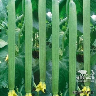 高产长丝瓜种子大全白丝瓜种籽菜瓜种籽阳台盆栽蔬菜种子水瓜种子