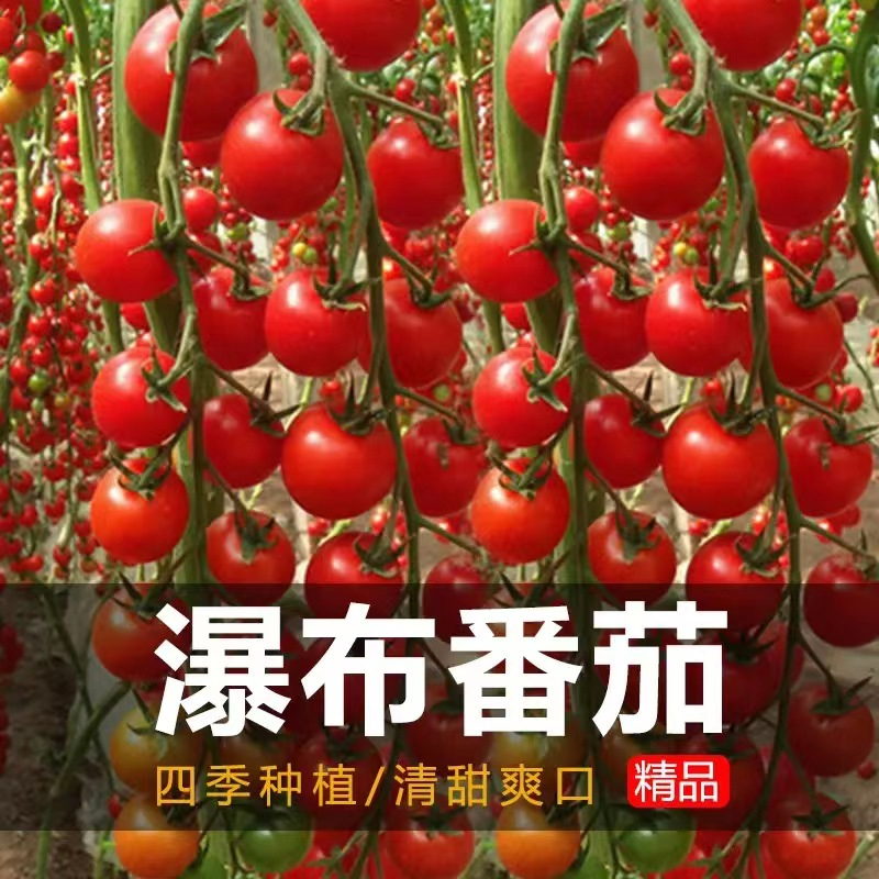 超甜瀑布小番茄种子樱桃水果番茄种孑黑珍珠番茄种籽西红柿种盆栽