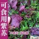 紫苏种子紫苏叶种籽盆栽可食用一年四季 种植紫苏子蔬菜孑苏子叶籽