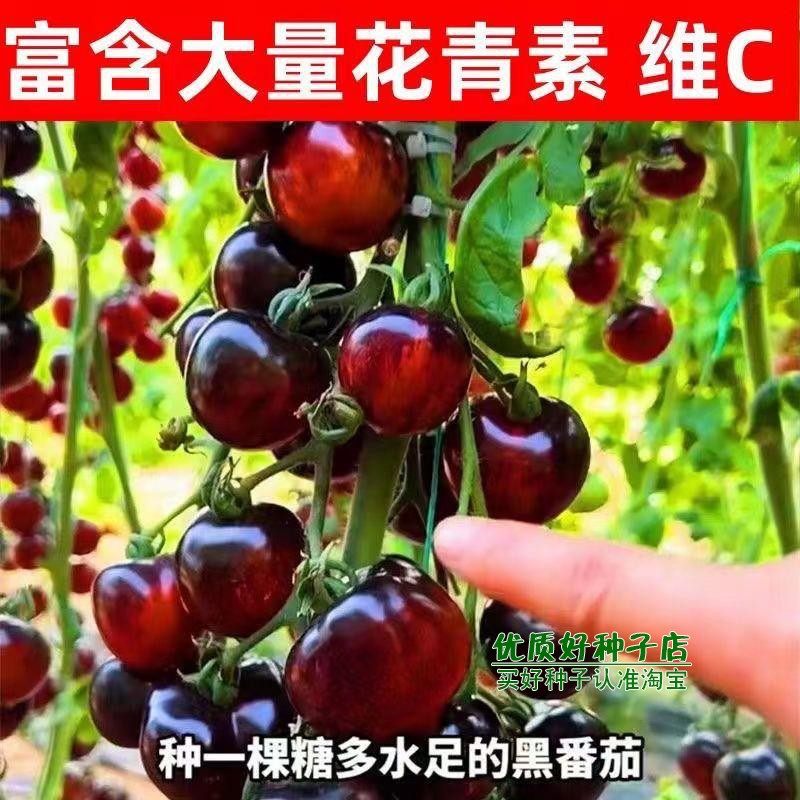 黑番茄种子超甜西黑柿老品种西红柿种子四季阳台盆栽蔬菜种子籽孑,农用物资,家庭园艺种子,淘宝优惠券,粉丝福利购,淘宝优惠卷