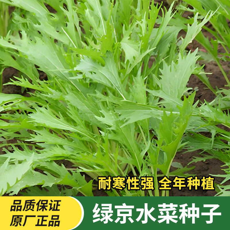 养生京水菜种子耐寒高产特色野菜阳台庭院青菜种籽蔬菜种子大全