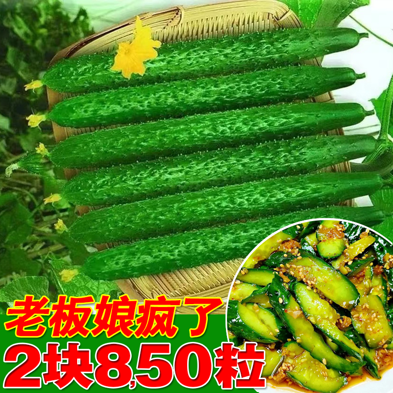 原装正品黄瓜种籽大全全网低价