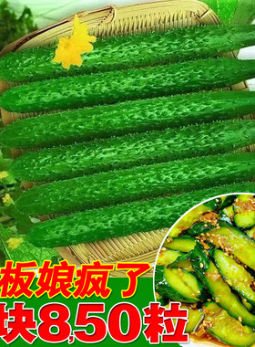 津研四号老品种黄瓜籽种高产水果黄瓜种孑大全家庭阳台蔬菜种植子