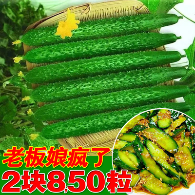 原装正品黄瓜种籽大全全网低价