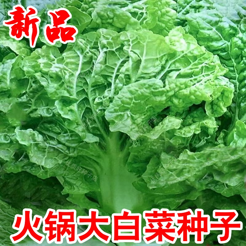 新品火锅大白菜种子麻叶火锅菜秋冬无筋多叶高产中晚熟高产菜种籽