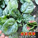 正品 耐寒蔬菜种子红根爬地菠菜种孓阳台盆栽 地趴菠菜种籽秋冬季