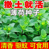 可食用薄荷种子盆栽薄荷籽种大叶易活阳台驱蚊草植物花卉种籽水培
