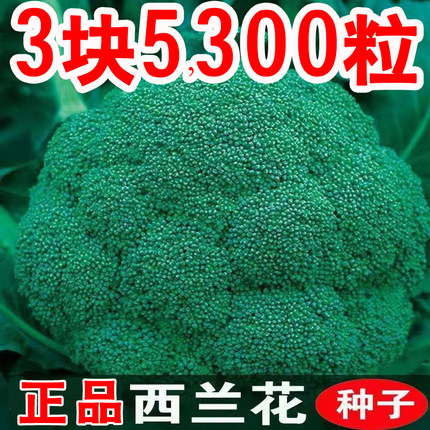 西兰花种子西蓝花菜种孑有机松花菜种籽花椰菜绿色花菜种四季蔬菜