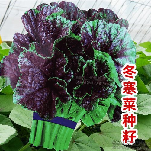 耐寒越冬蔬菜糯米冬寒菜种子正品