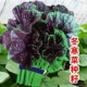 糯米冬寒菜种子冬苋菜种籽适合冬天菜种冬季 蔬菜苗青菜孑菜籽菜苗
