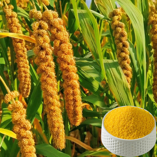 小米谷子种籽黄小香米旱稻谷种子香糯高产大田农家种孑抗鸟害高产