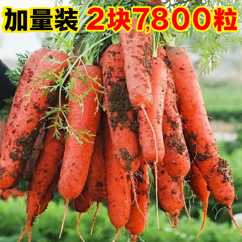 三红九寸胡萝卜四季农家