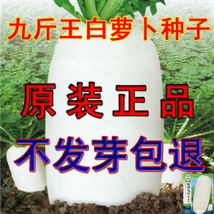 九斤王特大白萝卜种子水果萝卜种子大全蔬菜种子新种四季春夏秋季