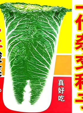 东北酸菜王大白菜种子大全北方秋季白菜籽种子冬储耐寒越冬耐存储