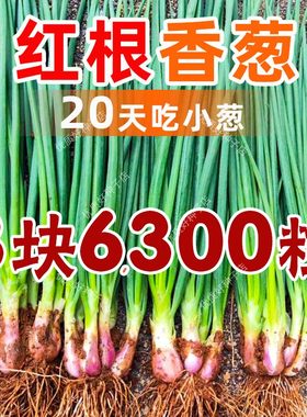正宗红根小香葱葱种子四季小香葱种籽分葱葱种孑秋冬耐寒耐热红头