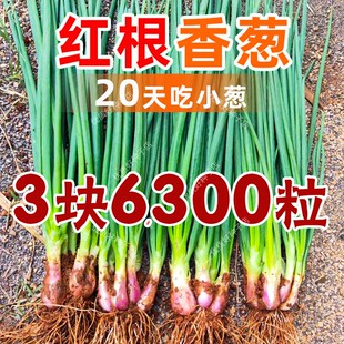 正宗红根小香葱葱种子四季小香葱种籽分葱葱种孑秋冬耐寒耐热红头