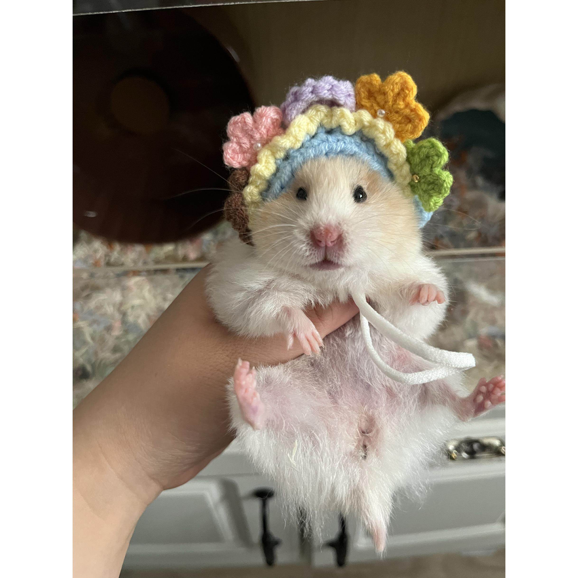 工钩织仓鼠金丝熊子小宠efu浔簪花女帽拍手照埔神器头套变装帽子