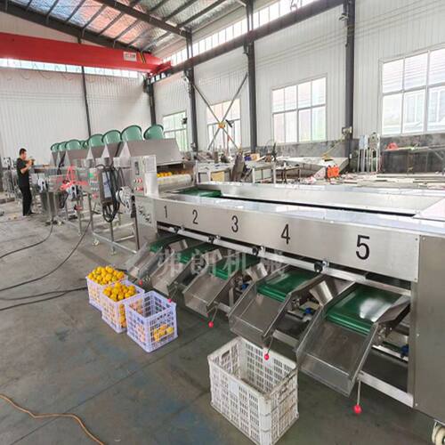 不锈钢果蔬分选设备 金枣清洗分级机 厂家供应柑橘清洗分级机