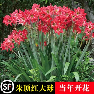 國產朱頂紅大種球盆栽對子蓮土朱頂室內四季 易成活種植耐寒花卉