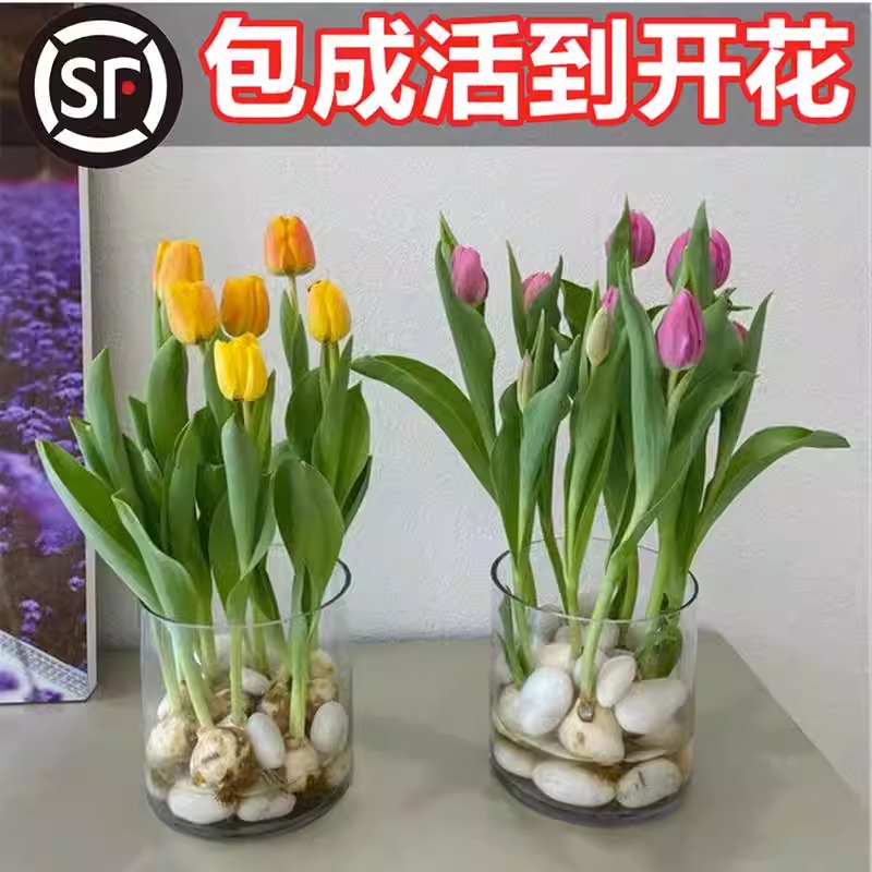 郁金香种球水培花卉植物室内花四季开花种子盆栽花苗土培水养好活