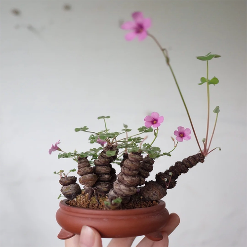 三叶草老桩醡浆草红花酢浆草小微型盆景种球根四季开花卉水培盆栽