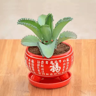 落地生根宽叶不死鸟蕾丝公主多肉植物净化空气阳台卧室桌面防辐射