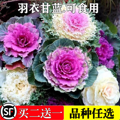 羽衣甘蓝菜种子叶牡丹葉花包菜彩色蔬菜观叶菜籽耐寒盆栽花种籽孑
