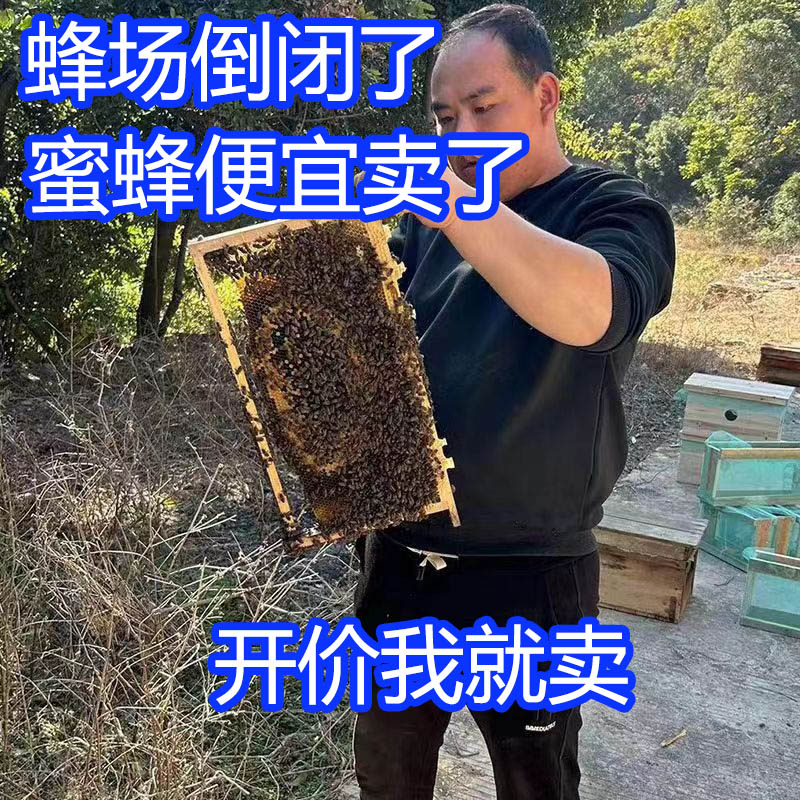 顺丰中华蜂群阿坝带王带子蜜蜂活体种群土蜂笼蜂蜂王蜂箱蜂群中蜂 农用物资 授粉蜂 原图主图