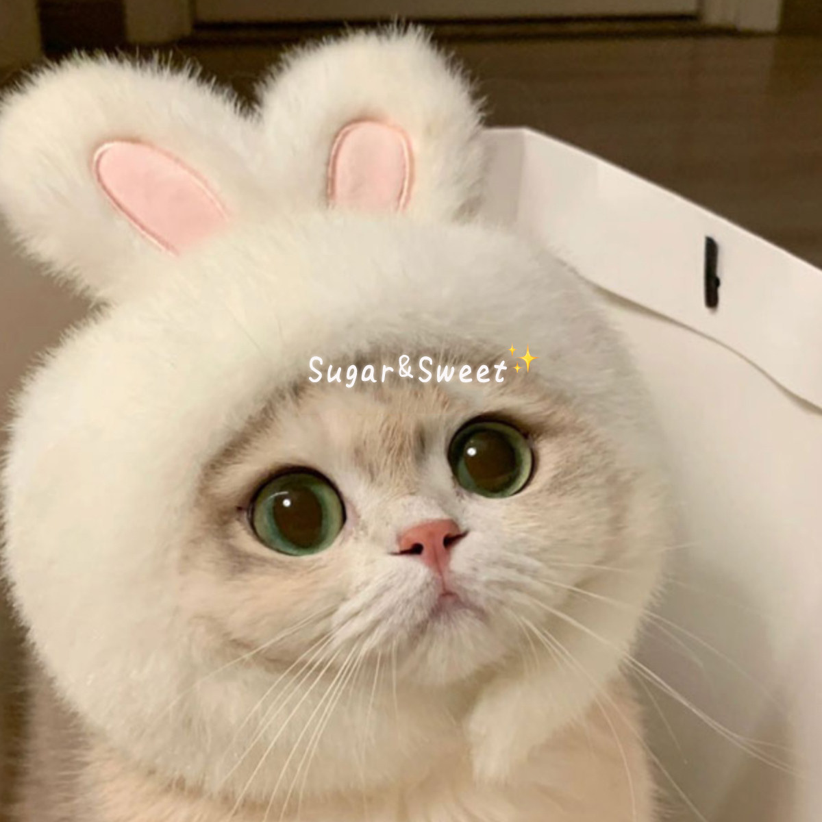 宠物兔子头套猫咪狗狗网红兔兔帽可装扮兔耳朵帽子拍照饰品新款