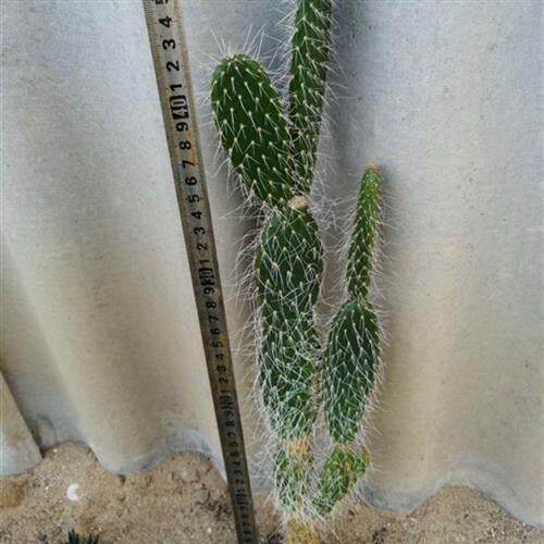 仙人掌 交野大盆丸宝剑 明镜 鱼磷掌北欧风情沙漠沙生耐旱植物。