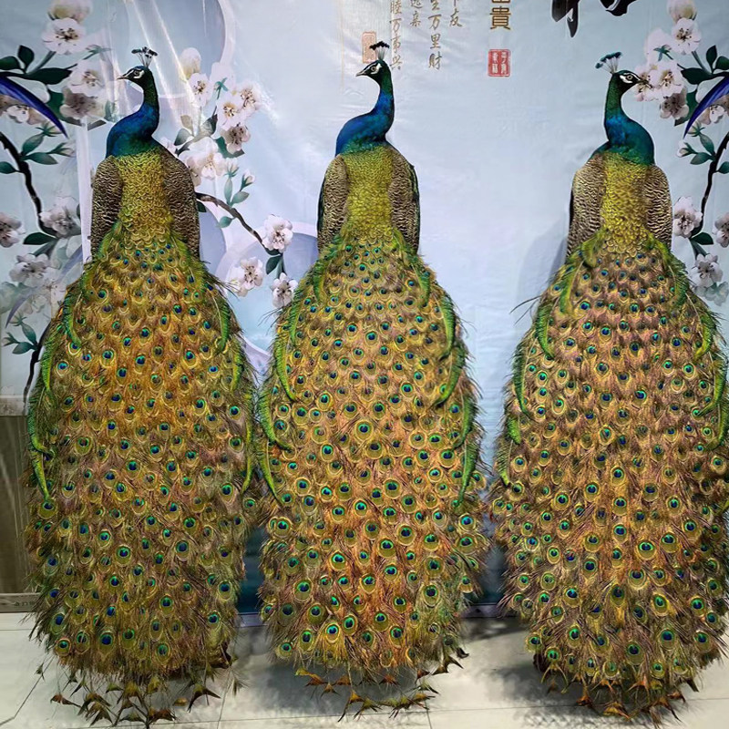 蓝白孔雀标本摆件客厅现代创意落地家居婚庆动物拍摄道具装饰送礼