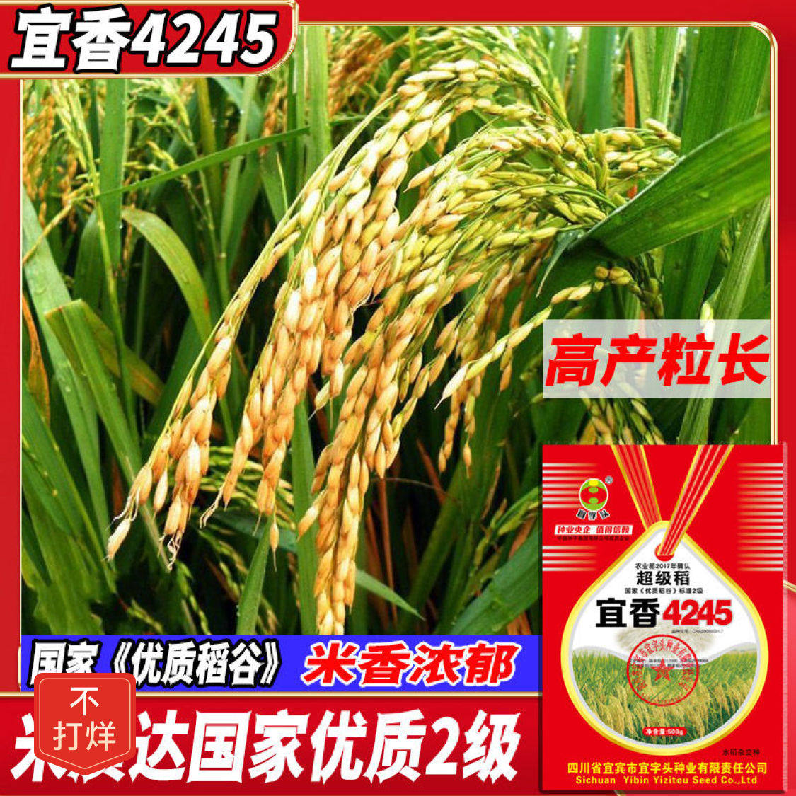 宜香4245超级杂交水稻种子香米水稻种子长粒国色天香谷种香米香稻