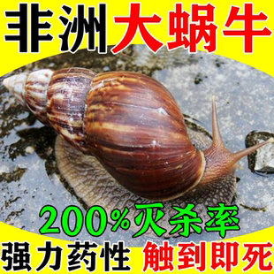 蝸牛特效藥非洲大蝸牛藥公園小區室內外專用滅軟體蟲鼻涕蟲殺蟲劑