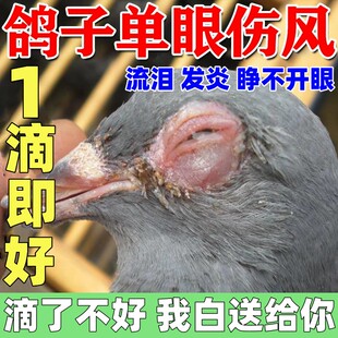 鸽子单眼伤风特效药专用眼睛红肿流泪呼吸道鹦鹉信鸽常见病眼药水