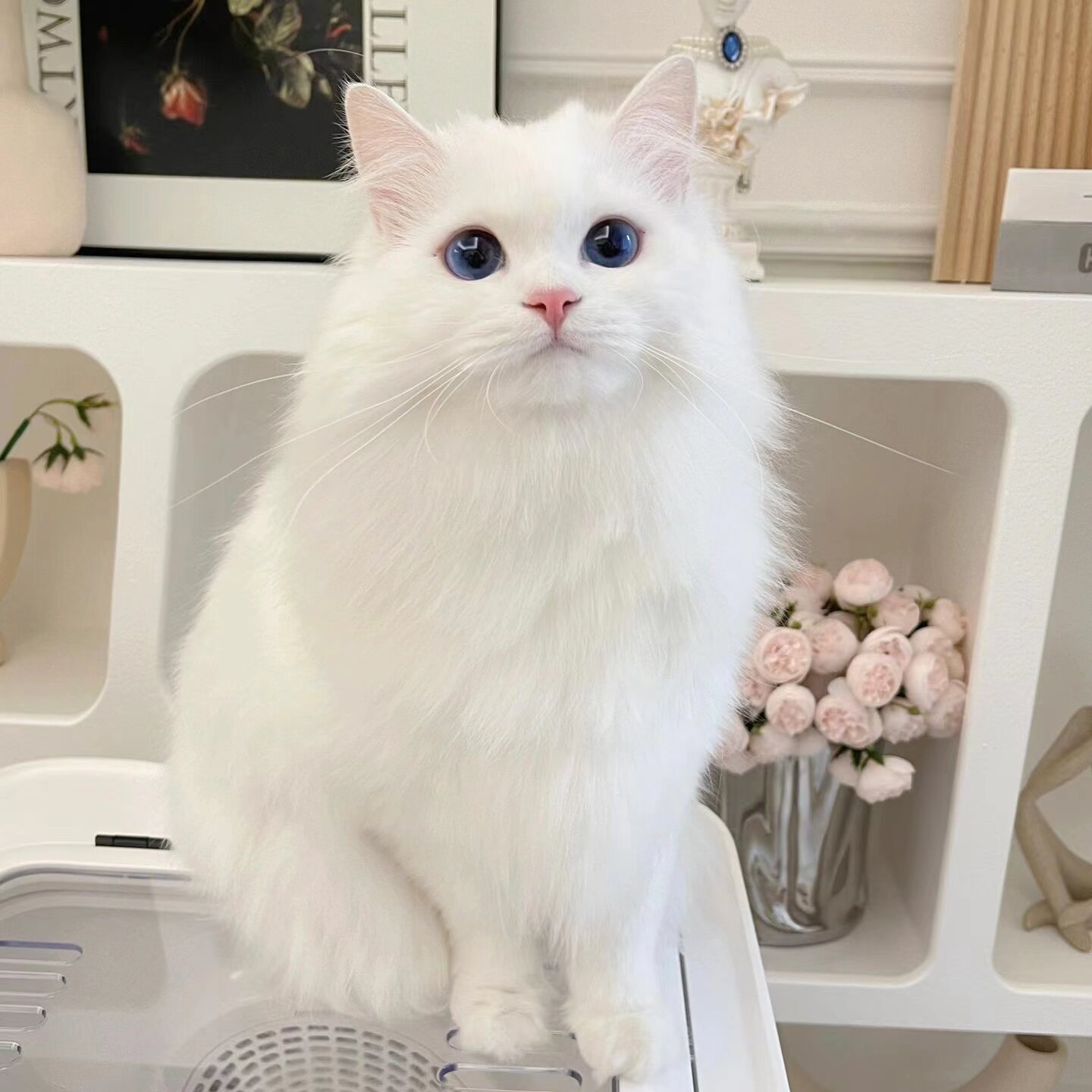 香港猫舍山东临清异瞳白色狮子猫宠物背包