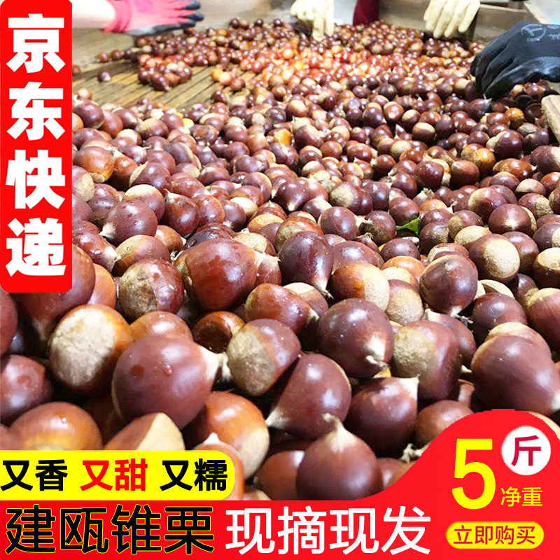 板栗生栗子新鲜现摘建瓯锥栗2026年野生油栗农家毛栗子带壳大榛子