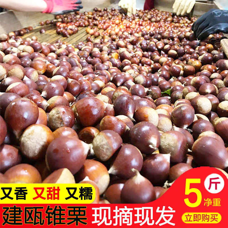 板栗生栗子新鲜现摘建瓯锥栗2025年野生油栗农家毛栗子带壳大榛子