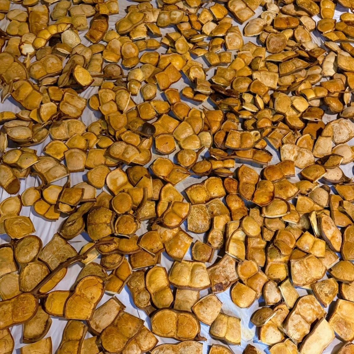 豆荚娃娃洗干净刷好油云南大豆荚网红项目手工DIY榼藤豆荚幼儿园