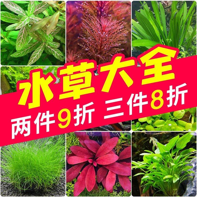 鱼草缸水草水草植物鱼缸水草造景活净水真草水榕草缸绿植阴性蜈蚣