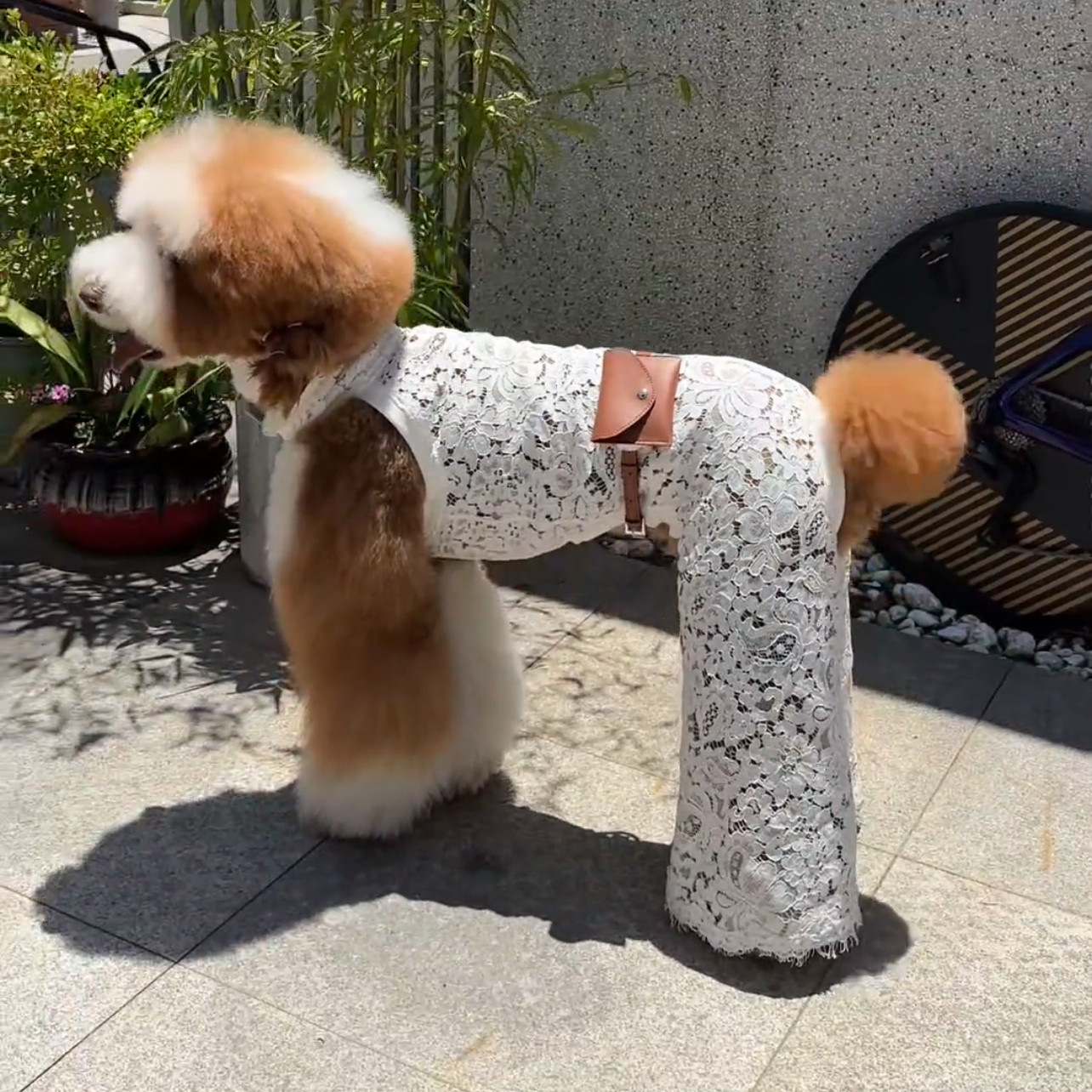 新款长袖保暖2026长袖蕾丝打底衫小犬四脚衣狗狗衣服宠物用具