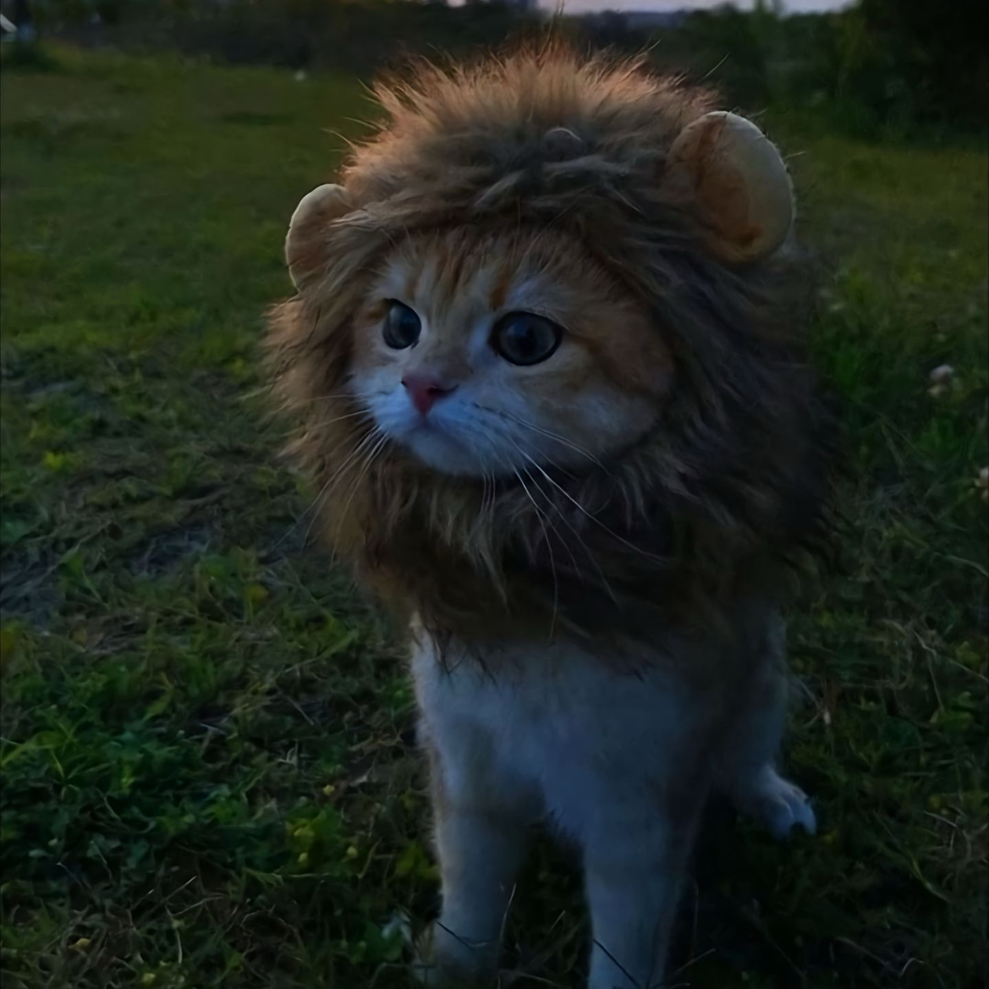 2026宠物可爱搞怪配饰头饰变装扮猫咪狮子头套小型犬小狮子趣味