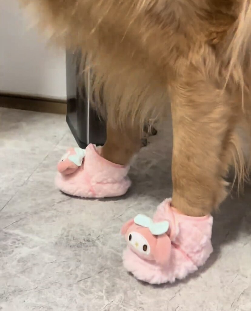 狗狗鞋子冬季外出棉鞋宠物脚套不掉脚小型幼犬鞋套比熊雪纳瑞金毛