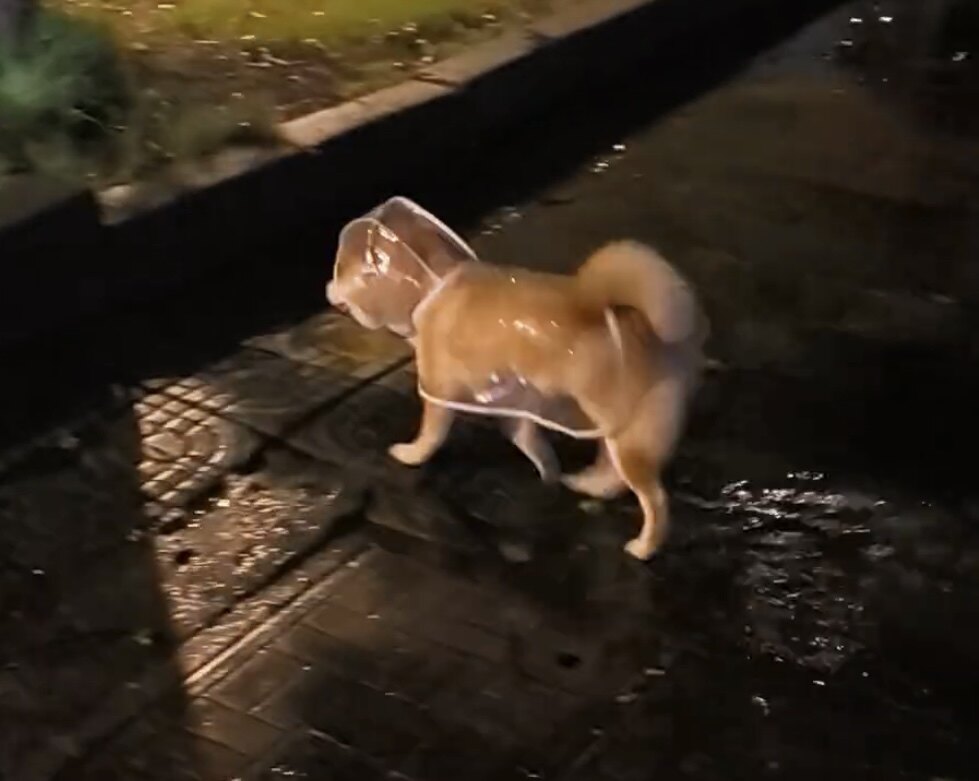 夏季全身透明狗狗专用雨衣全覆盖小型犬大型犬通用小狗一次性雨衣