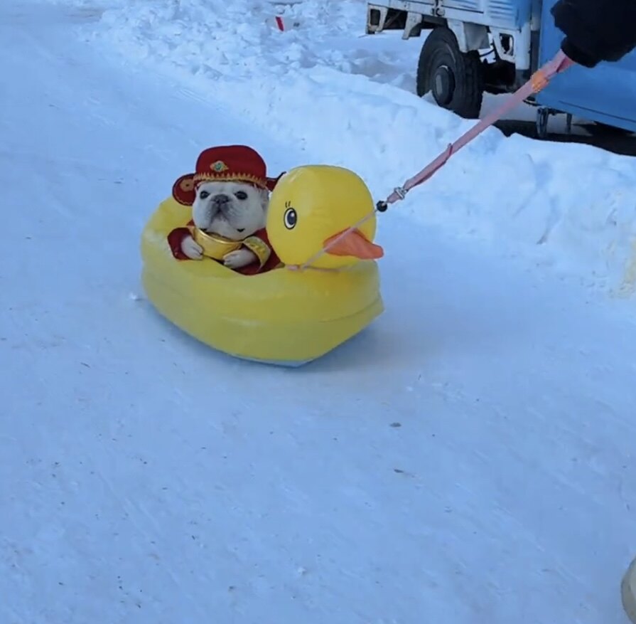 狗狗游泳圈救生衣宠物中小型犬水上黄鸭浴盆夏天玩水避暑遛狗神器