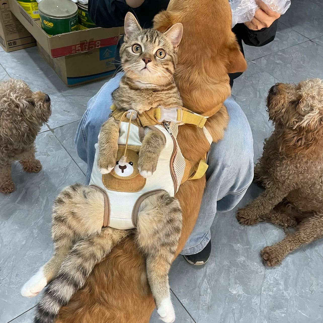 新款小熊可爱猫咪外出便携背包宠物包中小型犬胸前携带双肩包