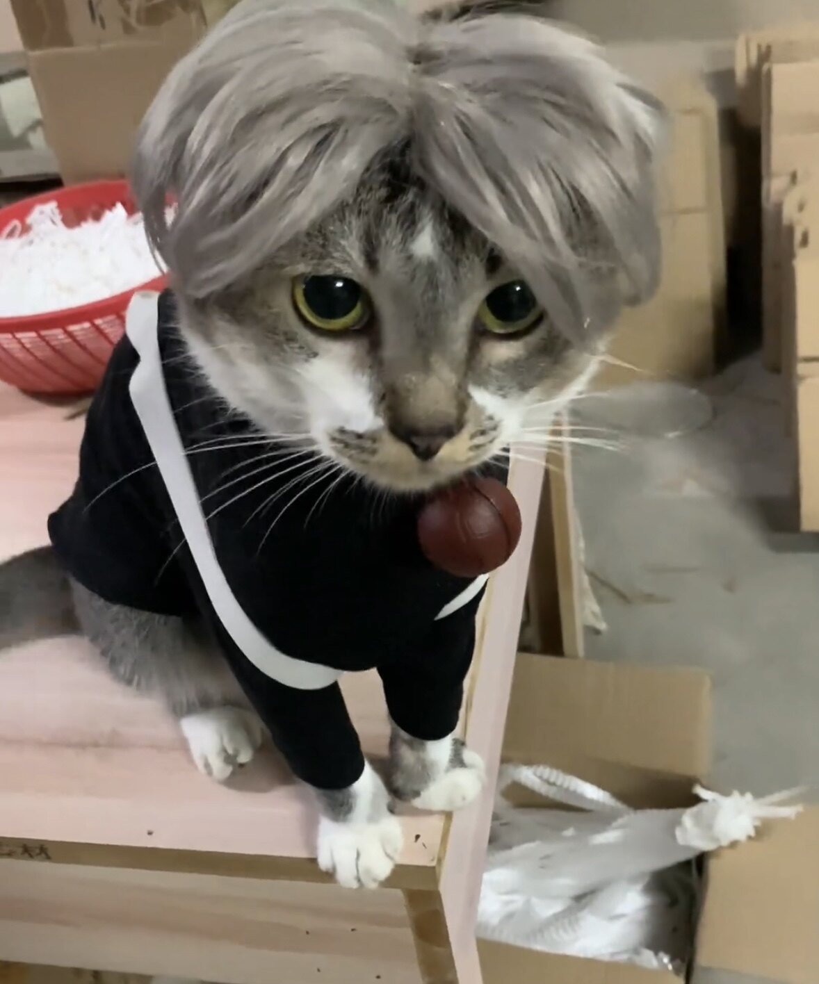 宠物坤坤背带裤同款衣服宠物猫服饰装用品春秋装薄款秋天衣服夏款