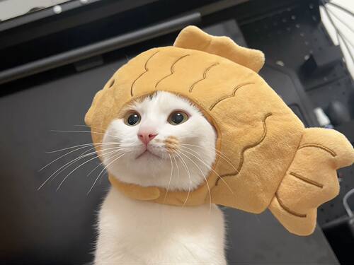鲷鱼烧猫咪头套可爱毛绒公仔娃衣搞笑搞怪拍摄宠物狗狗头套帽子