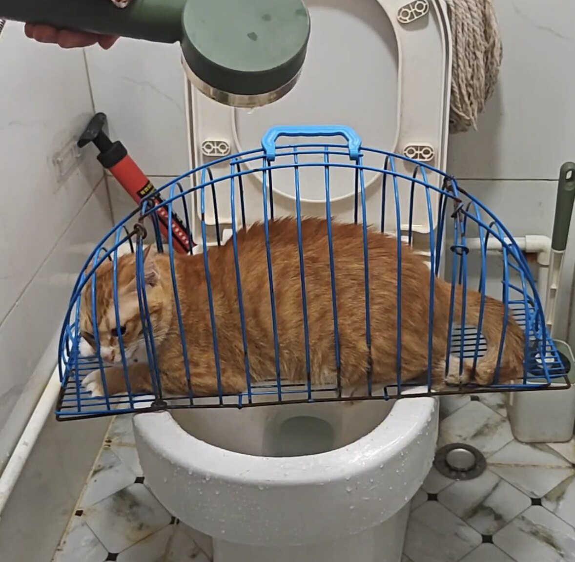 笼子洗猫神器防抓咬吹干猫洗澡笼袋固定猫咪用品防抓