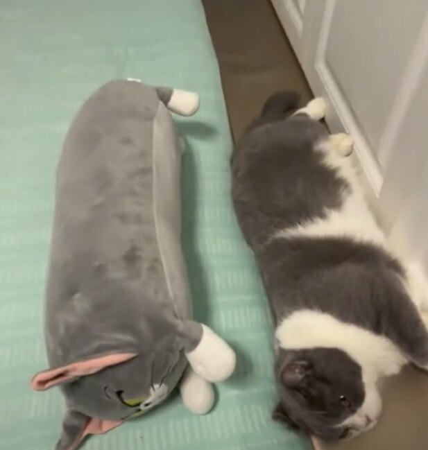 新款猫和老鼠长条抱枕汤姆猫毛绒公仔杰瑞玩偶陪睡床上抱枕礼物