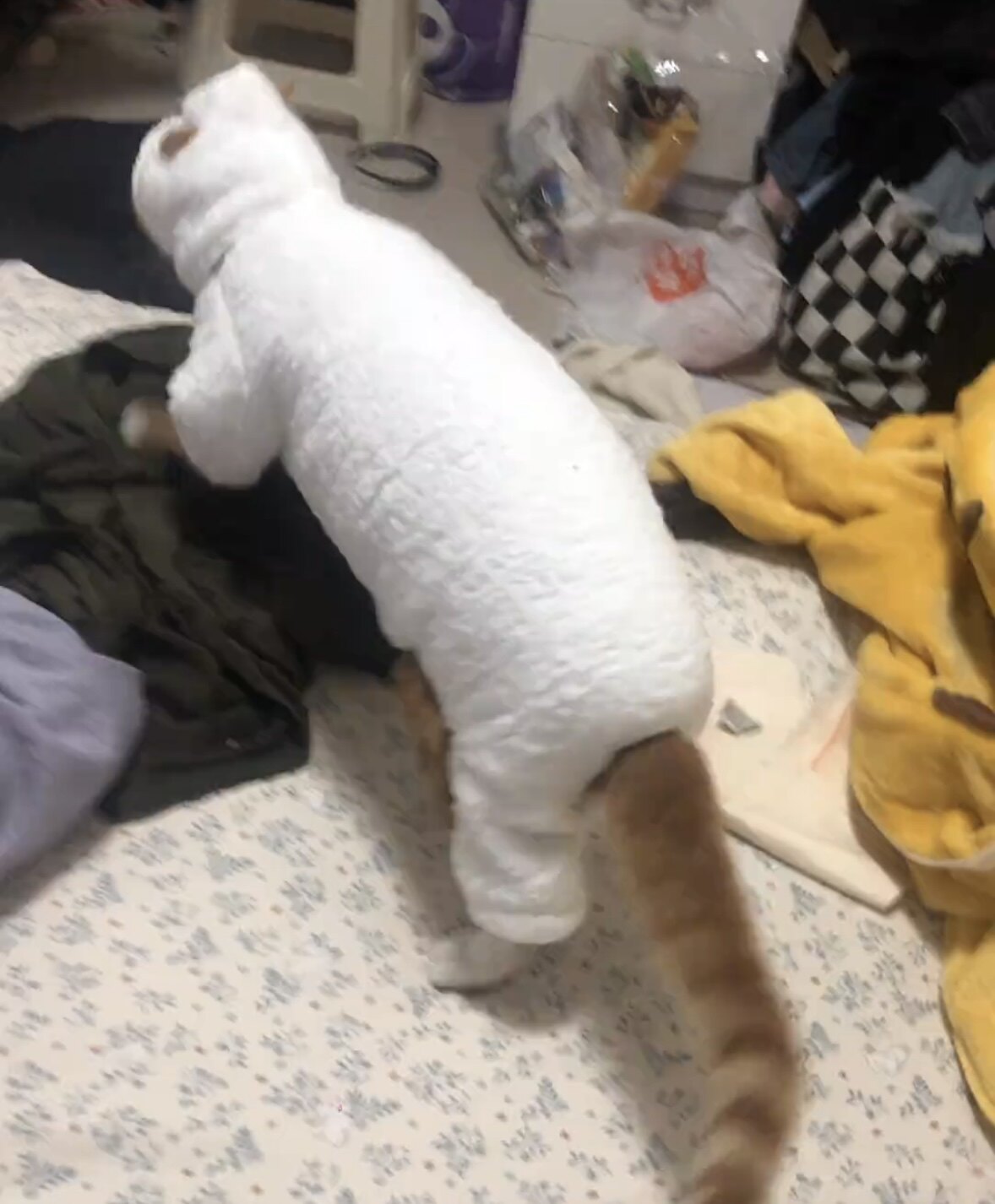 小羊肖恩猫衣服秋冬加厚加绒保暖四脚斯芬克斯德文羊羔绒棉衣防冻